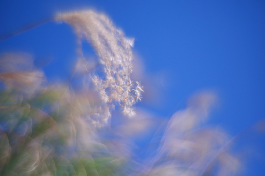 寒蘭展の帰り道　壱