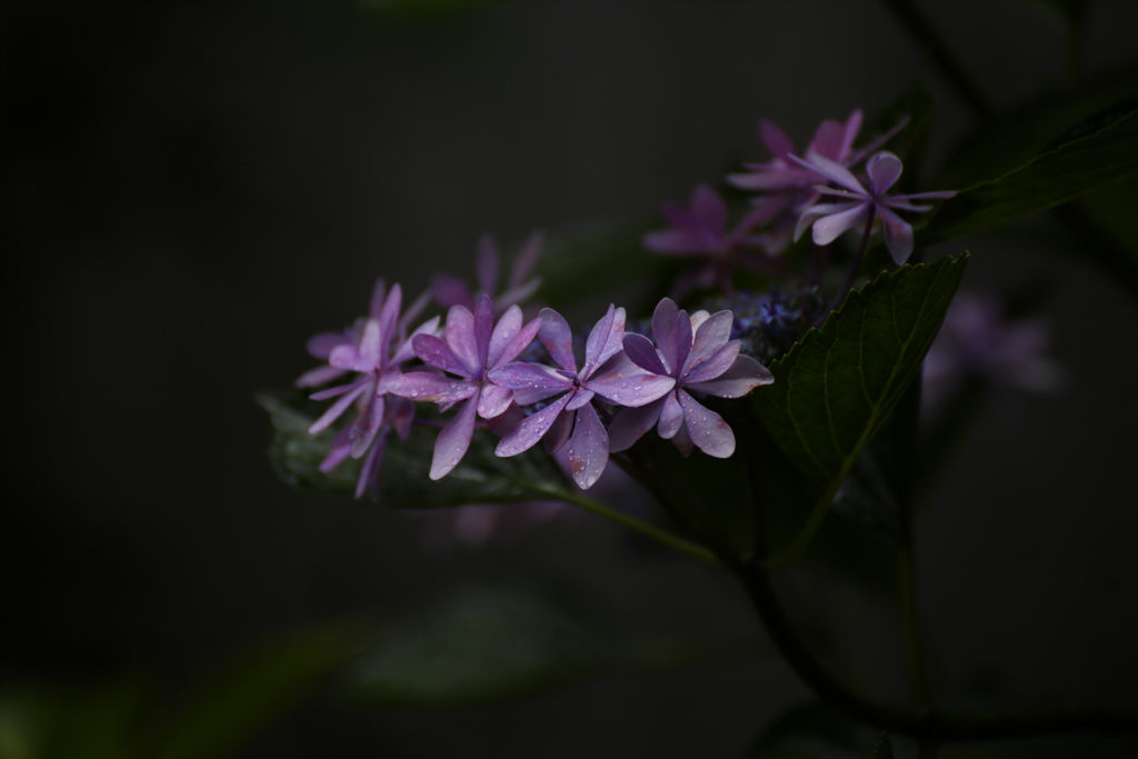 帰って来た梅雨空Ⅱ