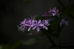 帰って来た梅雨空Ⅱ