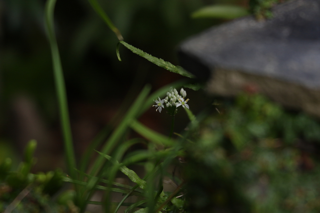 近所のモデルさん　ⅳ