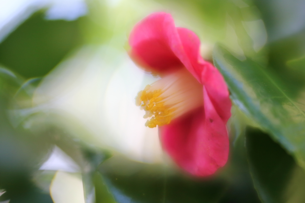 今日も追っかけやぶ椿　ⅵ