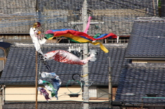 泳ぎ始めたよ！
