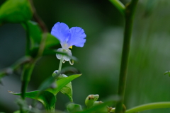 露草＆彼岸花　参