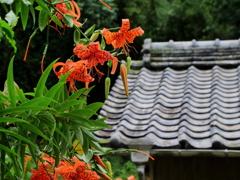 鬼百合