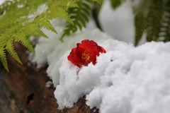 雪に震える　四