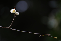 梅の花Ⅲ