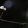 梅の花Ⅲ