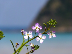 ハマダイコンと青い海Ⅰ