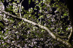 風雨の後の夜桜Ⅱ