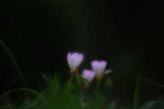 昼咲月見草