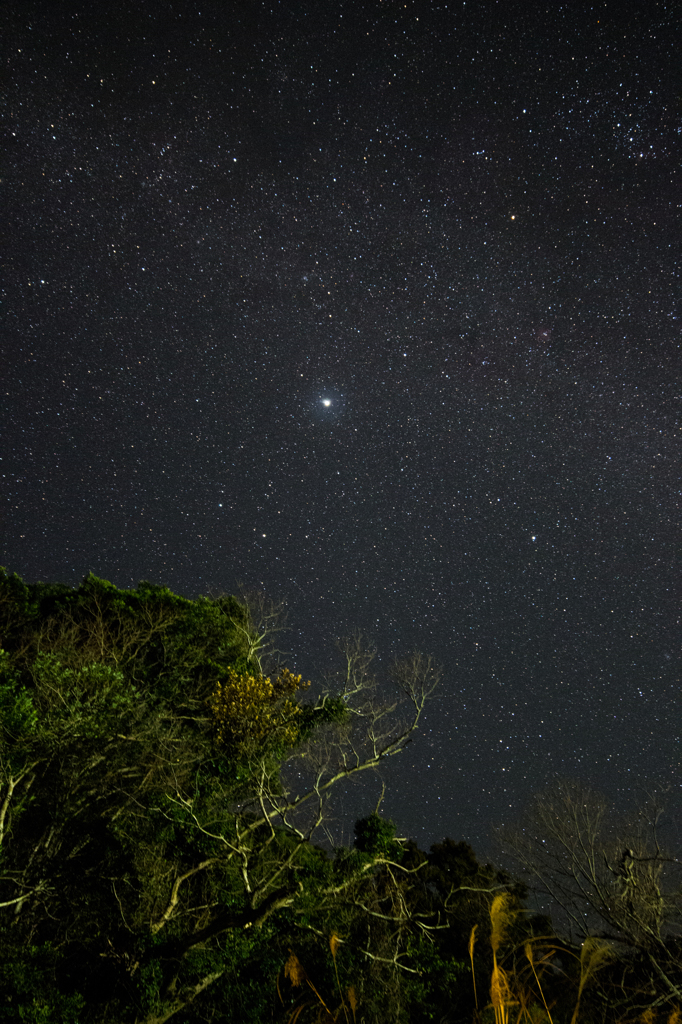 神社の御神木上に輝く木星
