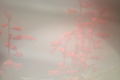 濃い霧の中ではありませんⅡ