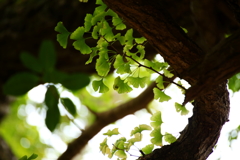 源寿院の大銀杏Ⅴ