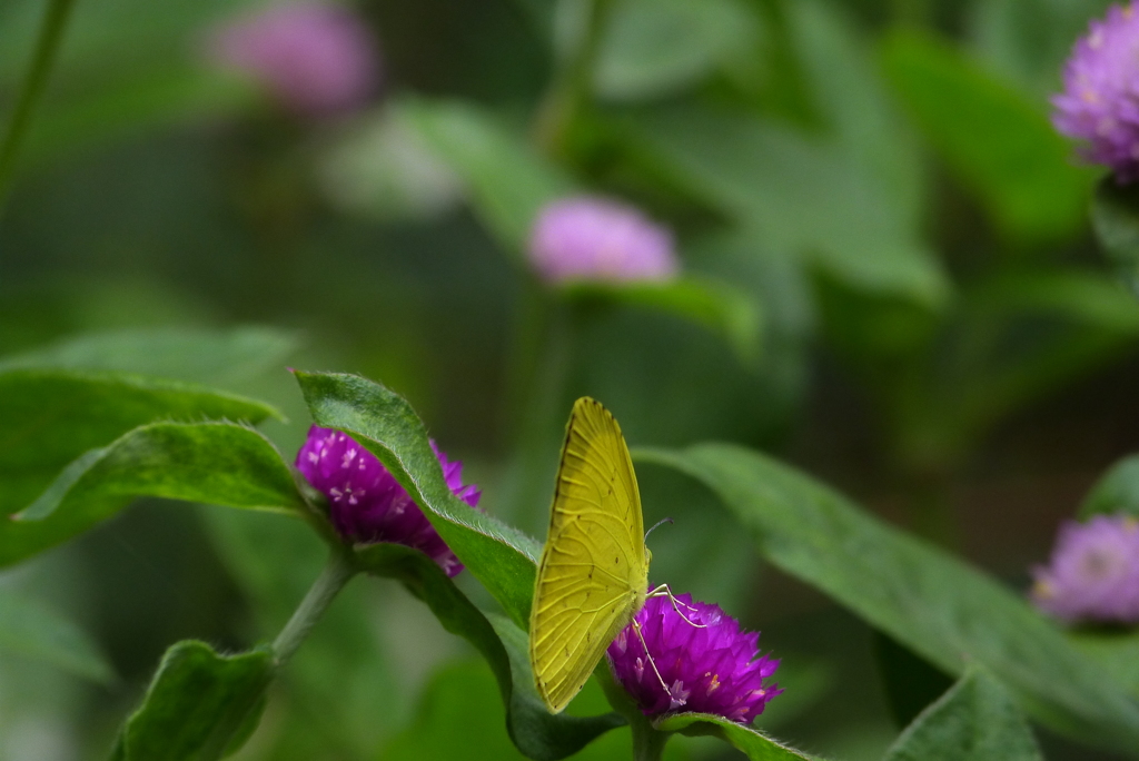 モンキチョウⅡ