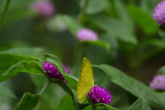 モンキチョウⅡ