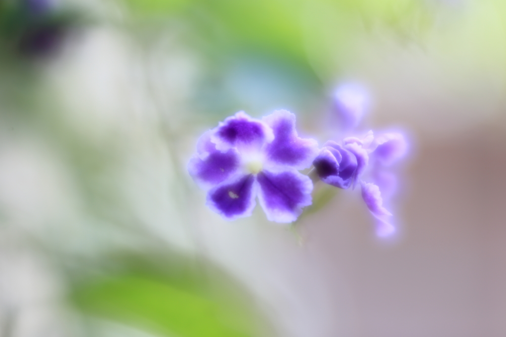 ソフトなレンズで　ⅰ