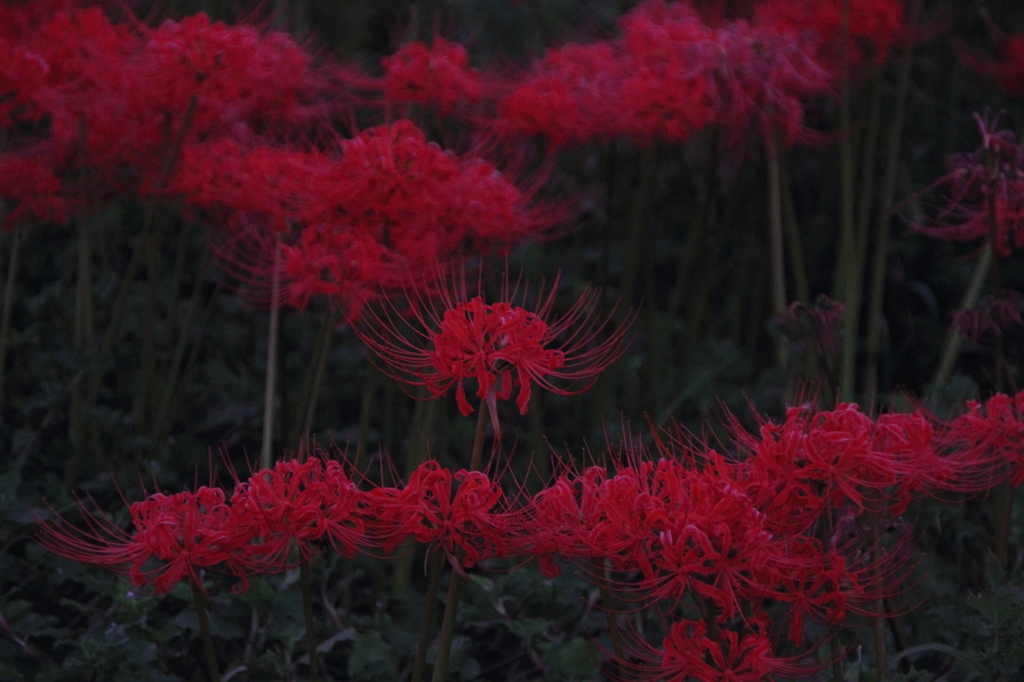 改造カメラで撮ってみましたⅢ