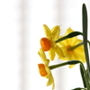 家の花ⅱ