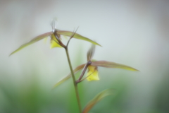 寒蘭　参