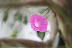 朝顔Ⅱ