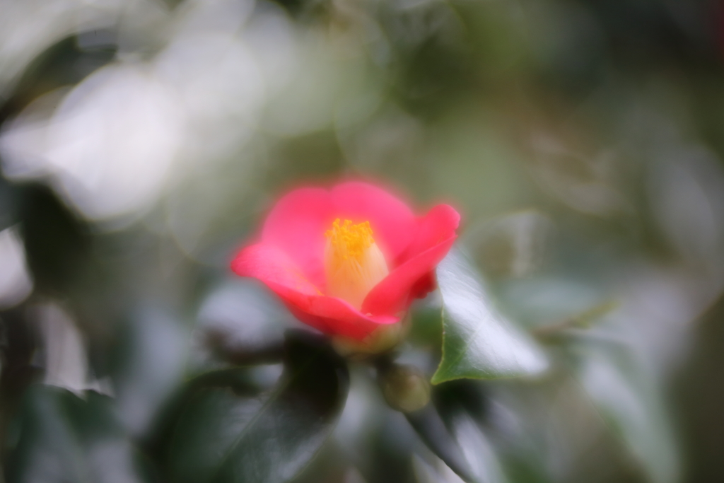 島のやぶ椿　ⅱ