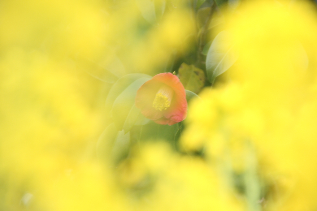 菜の花フィルターⅡ