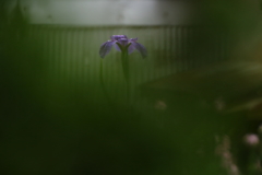 今朝も小雨が降ってますⅢ