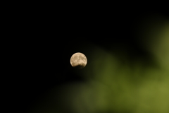 昨夜のお月さまⅢ