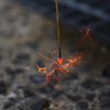 線香花火