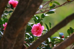 日の出の後に　ⅲ