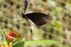 ボロボロに破れても　ⅱ