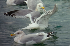 海鳥との戯れ　ⅶ