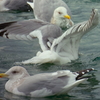 海鳥との戯れ　ⅶ