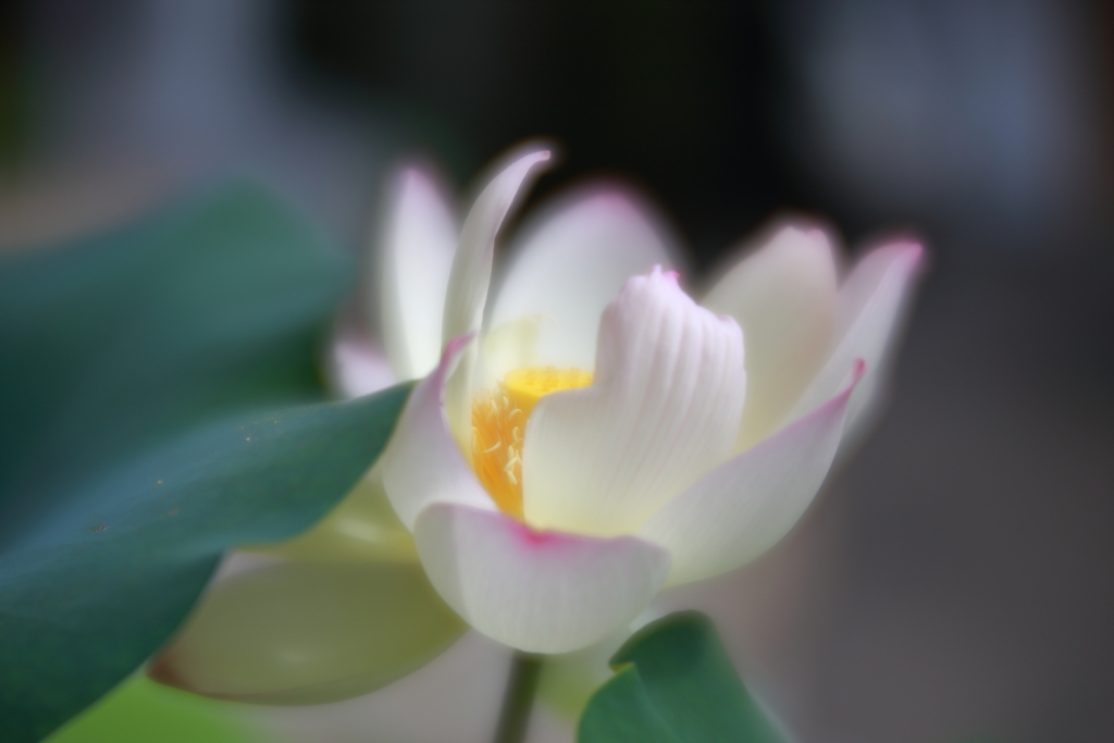 蓮　参