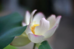 蓮　参