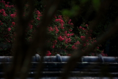 屋根瓦越しの百日紅