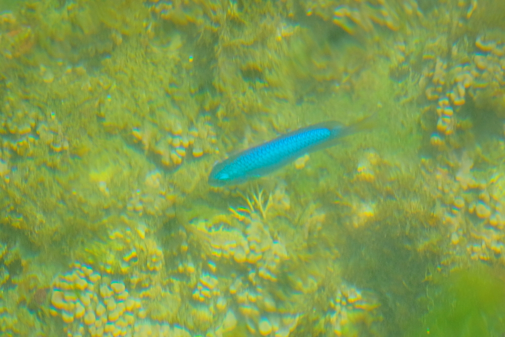 碧い鳥の代わりに　ⅲ