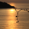 春の海Ⅱ