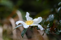 咲く花あればⅢ