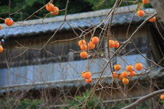 食べるのは誰Ⅱ
