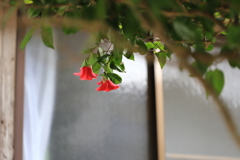 仲良く咲いた