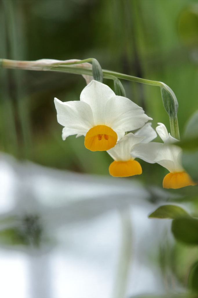 外の花ⅱ