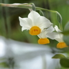 外の花ⅱ