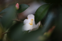 知人の庭先
