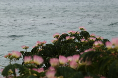 海辺の合歓