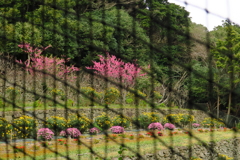 囲いの中の春