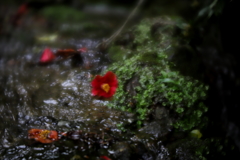 雨風に散りし花　壱
