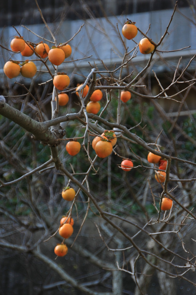 食べるのは誰Ⅲ
