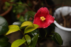 春雨に濡れてⅡ