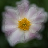 庭の花たち